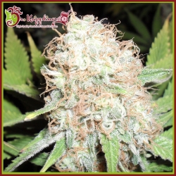 Bud Bud Bling Tingz - Dr Krippling Seeds