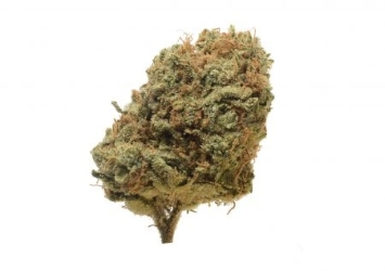 Critical Mass reg. - Amsterdam Genetics