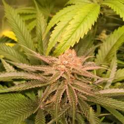 White Widow Samen Feminisiert - 1 Samen