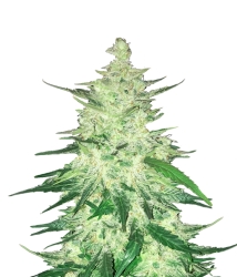 CBD Auto 1:1 (CBD Crack) - FastBuds