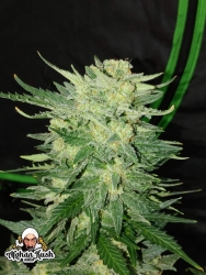 Original Afghan Kush Auto - FastBuds