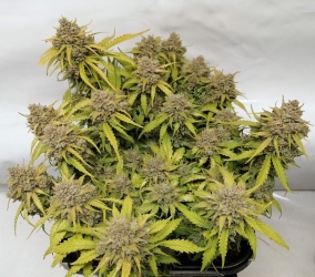 Original Auto Amnesia Haze - FastBuds