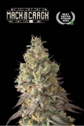 Superior Mack and Crack Auto - Seedstockers