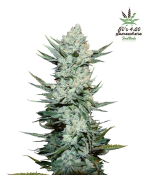Tangie'matic Auto - FastBuds