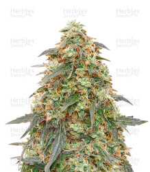 Tangerine Dream Auto (Barney's Farm) Cannabis-Samen