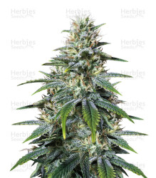 Chocolate Heaven (G13 Labs) Cannabis-Samen