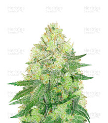 Californian Gold (Paradise Seeds) Cannabis-Samen