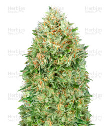 Pineapple Glue (Advanced Seeds) Cannabis-Samen