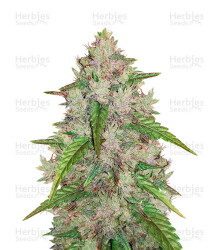 Original Auto Amnesia Haze (Fast Buds) Cannabis-Samen