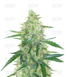 Apple Strudel Auto feminisierte Samen (Fast Buds)