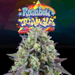 Rainbow Triangle - Perfect Tree Seeds