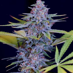 Afghani Gold - Spliff Seeds