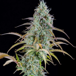 AK Automatic - Spliff Seeds