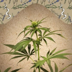 CBD Terra Italia - Female Seeds