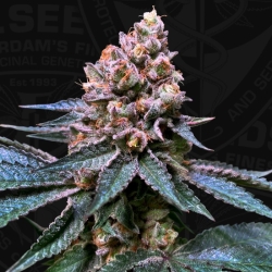 Black Apple Hitchcock 710 Special Pack - T. H. Seeds