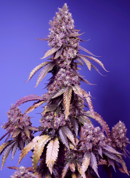 Black Muffin F1 Fast Version - Sweet Seeds