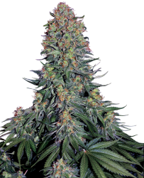 Blue Skunk - Sensi Seeds