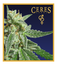 Fruity Thai - Ceres Seeds