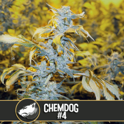 Chemdog #4 - BlimBurn Seeds