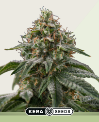 Greengo Bio Haze Autoflower - Kera Seeds