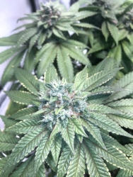 Heavenly Hashplant regulär - Bodhi Seeds