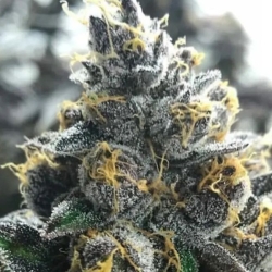 Divorce Cake - Atlas Seeds