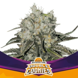 Double Cookies - BSF Seeds