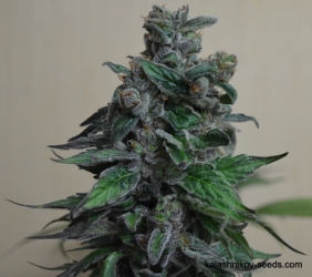 Moscow Blueberry - Kalashnikov Seeds