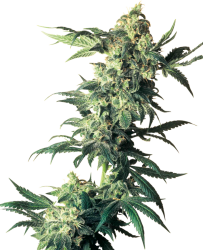 Northern Lights - Sensi Seeds