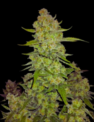 Papaya Cookies Auto - FastBuds Seeds