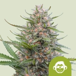 Grape Ape Auto - Royal Queen Seeds