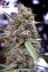 Grape Fruit Indica - Positronics Seeds