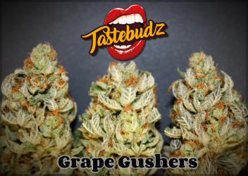 Grape Gushers - Tastebudz Seeds