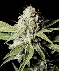 Great White Shark - Green House Seeds