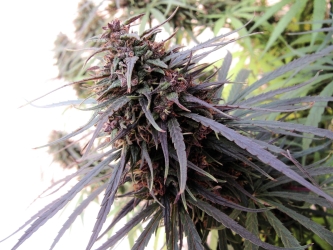 Purple Haze X Malawi - Ace Seeds