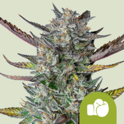 Purple Punch Automatic - Royal Queen Seeds