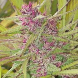 Purple Satellite regulär - Ace Seeds