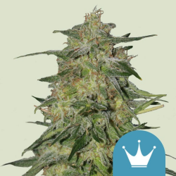 Royal Highness - Royal Queen Seeds