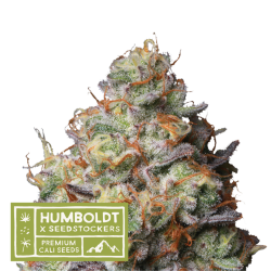 Humboldt x Seedstockers Panty Punch Reg. - Seedstockers