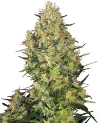 Shiva Skunk - Sensi Seeds