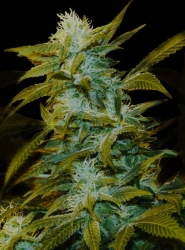 Super Silver Bilbo - Genehtik Cannabis Seeds