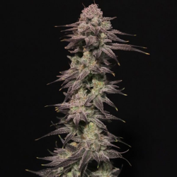 Viking Milk - Elev8 Seeds