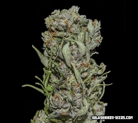 White Critical Express - Kalashnikov Seeds