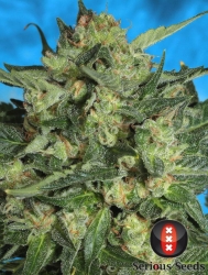 White Russian #1 - Serious Seeds