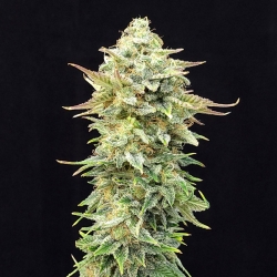 Pineapple Dream Edition - Kannabia Seeds