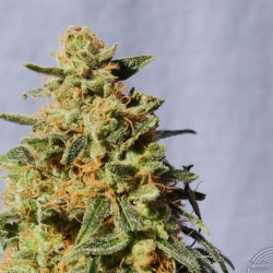 White Domina - Kannabia Seeds