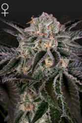 Wonder Pie - Green House Seeds