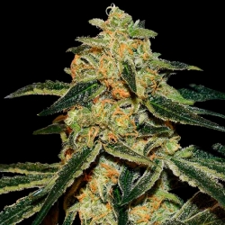 Xtreme Kush - Xtreme Seeds