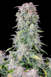 Afghan Kush Auto (Original) - FastBuds Seeds