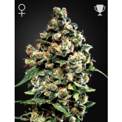 GHSC Jack Herer Fem. 3St.